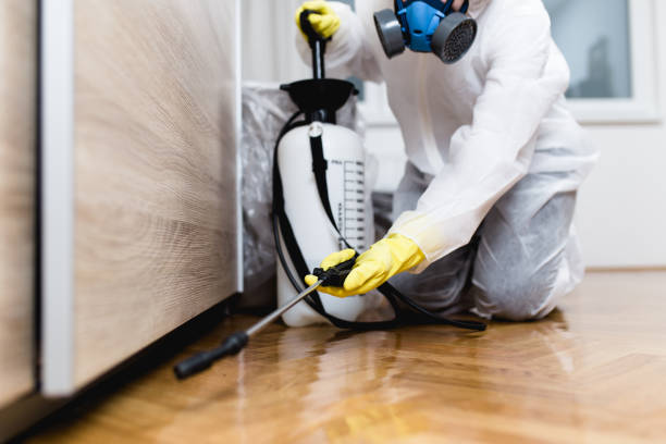 Best Flea Control Services  in Franklin Park, IL