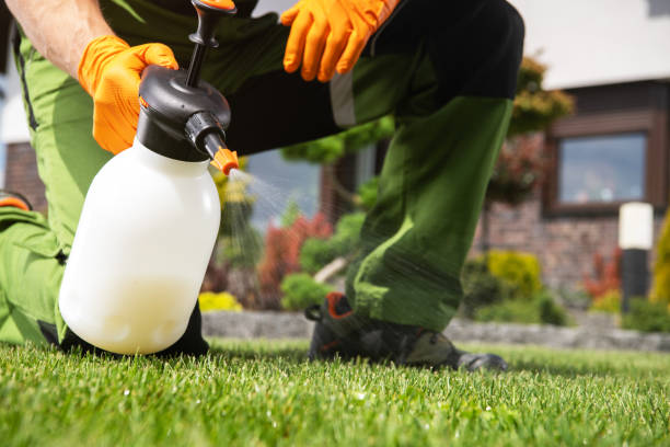 Best Affordable Pest Control Services  in Franklin Park, IL