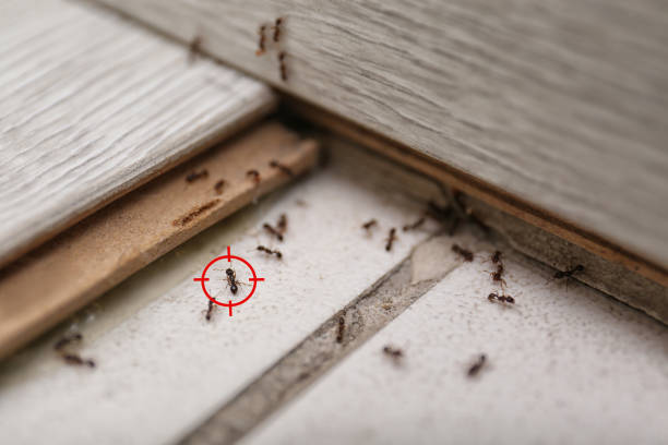 Professional Pest Control in Franklin Park, IL
