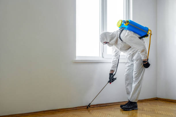 Best Wasp Removal Services  in Franklin Park, IL