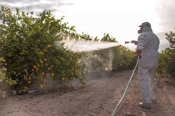 Best Bed Bug Extermination  in Franklin Park, IL