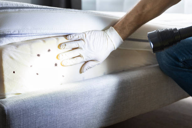 Best Cockroach Control Services  in Franklin Park, IL
