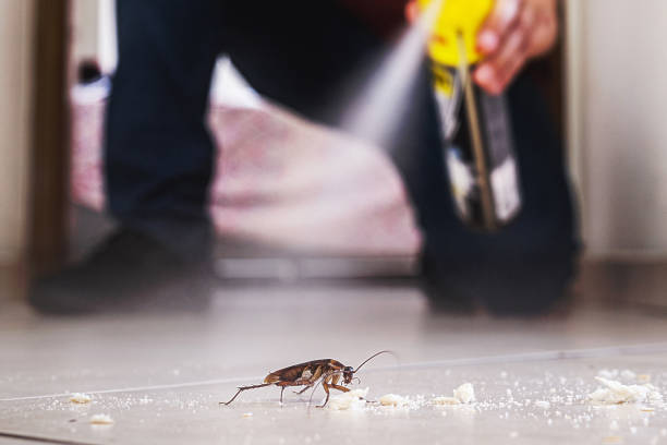 Best Wasp Removal Services  in Franklin Park, IL